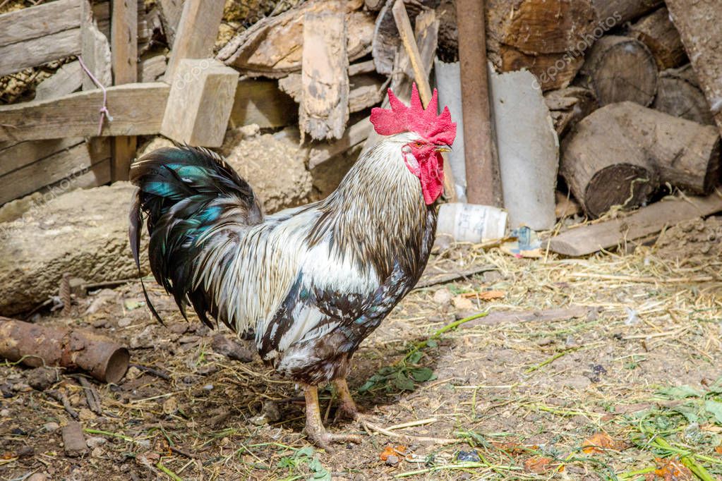 foto de un gallo guapo adulto caminando por la granja 2023