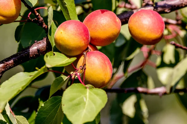 Image Ripe Apricots Clothed Tree Branch Garde — Stock Photo, Image
