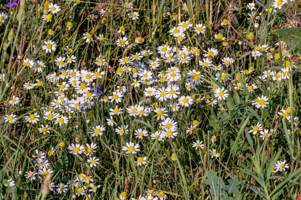 Image Field Flower Small Daisy Meadow — Stock Photo, Image