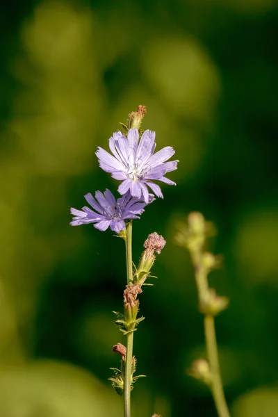 Una Imagen Una Hermosa Flor Campo Azul Achicoria Fiel —  Fotos de Stock