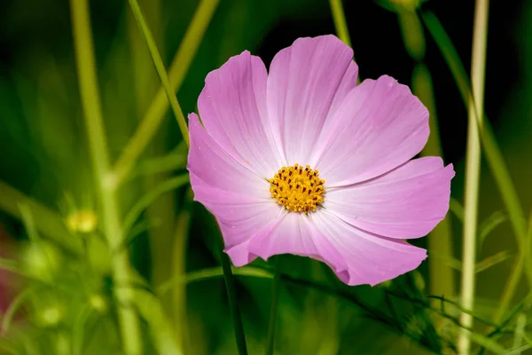 Bir Güzel Kosmeya Çiçek Bahçe Görüntü — Stok fotoğraf