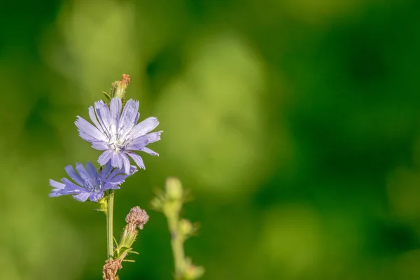 Une Image Beau Champ Bleu Fleur Chicorée Dans Champ — Photo