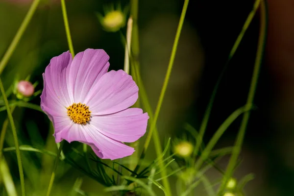 Imagem Uma Bela Flor Kosmeya Jardim — Fotografia de Stock