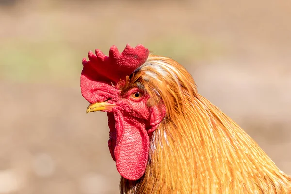 Image Big Handsome Rooster Walking Farmyard Yard — Stock Photo, Image