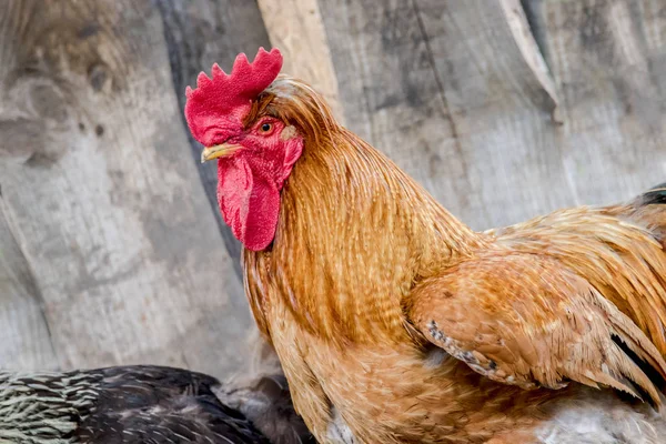 Image Big Handsome Rooster Walking Farmyard Yard — Stock Photo, Image