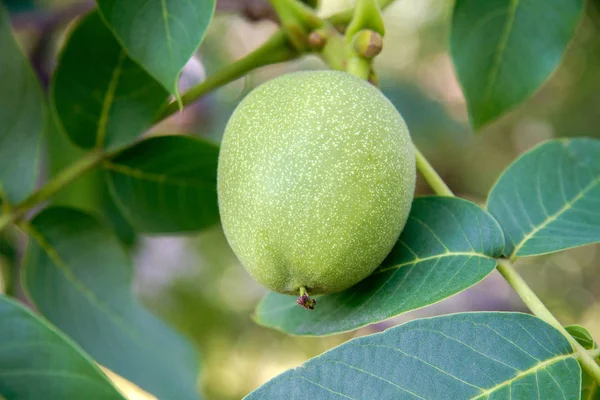 Bild Grüner Walnüsse Auf Einem Ast Eines Baumes Garten — Stockfoto