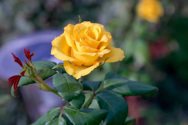 Bild Einer Schönen Gelben Rosenknospe Garten — Stockfoto