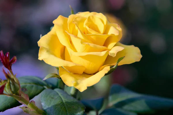 Bild Einer Schönen Gelben Rosenknospe Garten — Stockfoto