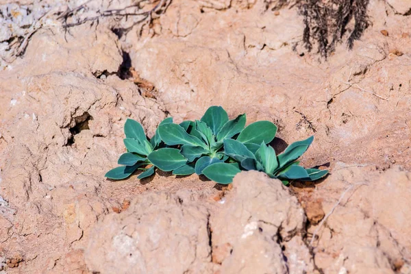Image Green Plant Grows Dried Clay — Stock Photo, Image
