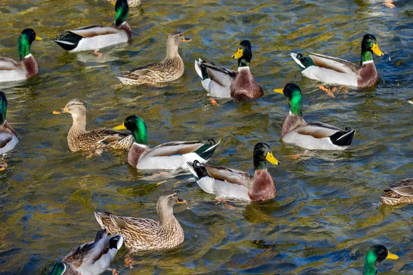 Vogelbild Wildenten Schwimmen Den Teich Park — Stockfoto