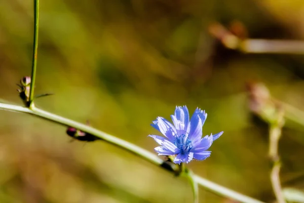 Εικόνα Του Μπλε Ραδίκια Λουλούδι Φόντο Πράσινο Γρασίδι — Φωτογραφία Αρχείου
