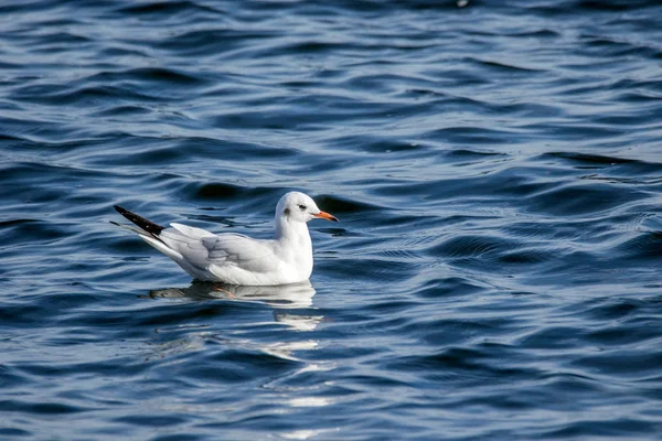 Imagen Una Gaviota Blanca Balanceándose Sobre Las Olas — Foto de Stock