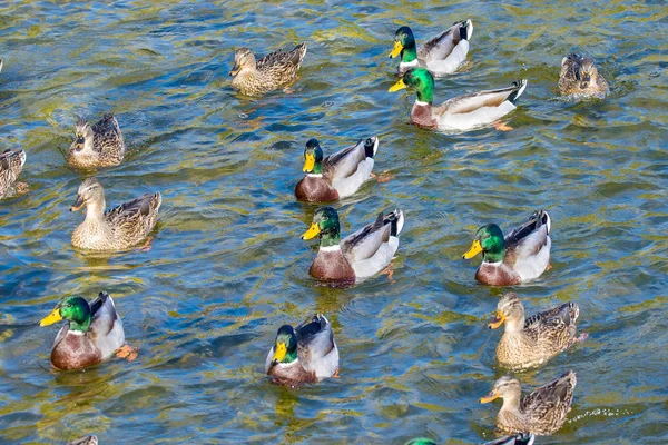 Vogelbild Wildenten Schwimmen Den Teich Park — Stockfoto