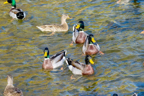 Imagen Pájaro Patos Salvajes Nadan Alrededor Del Estanque Parque — Foto de Stock