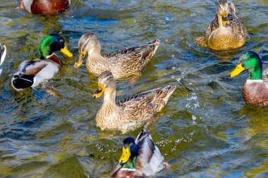 Kuş görüntüsü vahşi ördekler parkta gölette yüzerler.