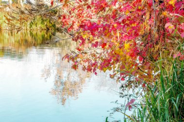 sonbahar manzara bush kartopu Nehri üzerindeki görüntüsünü
