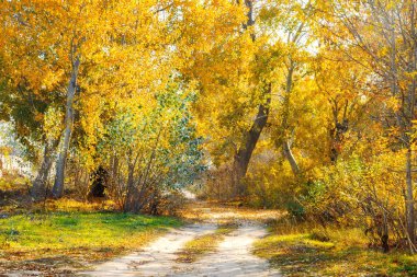 patikadan sonbahar sonbahar yaprak döken orman üzerinden görüntü