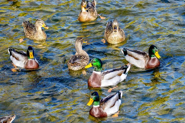 鳥のイメージ野生のアヒルが公園内の池を泳いでいます — ストック写真