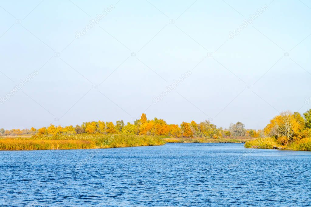 image opposite the river bank overgrown with reeds and trees in autumn