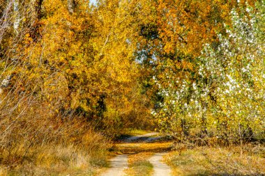 patikadan sonbahar sonbahar yaprak döken orman üzerinden görüntü
