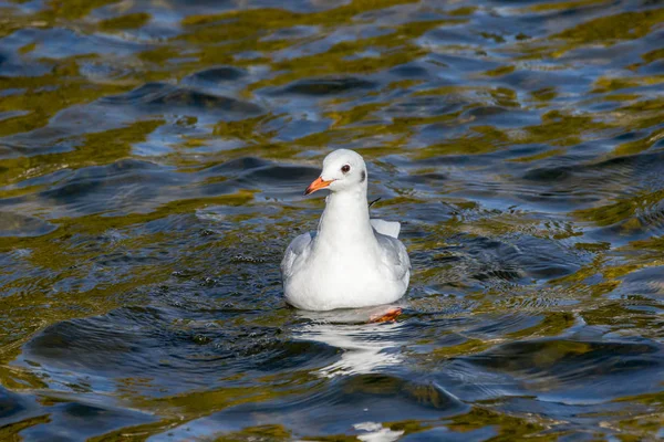 Image One White Seagull Swinging Waves — Stock Photo, Image