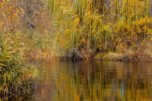 Görüntü Üzerinde Karanlık Bir Nehri Nin Sonbahar Sararmış Söğüt — Stok fotoğraf