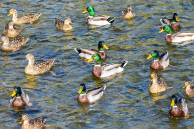 Kuş görüntüsü vahşi ördekler parkta gölette yüzerler.