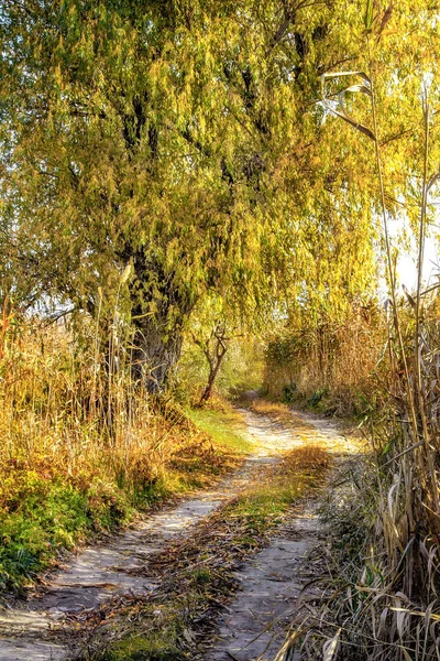 Изображение Осенний Пейзаж Старой Ивы Тростнике Дороге — стоковое фото