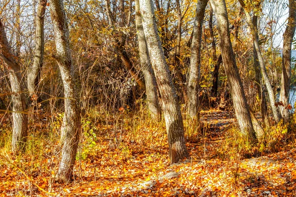 Imagem Árvores Amarelas Folhas Caídas Floresta Outono — Fotografia de Stock