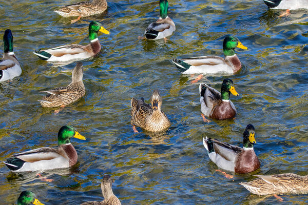 bird image wild ducks swim around the pond in the park