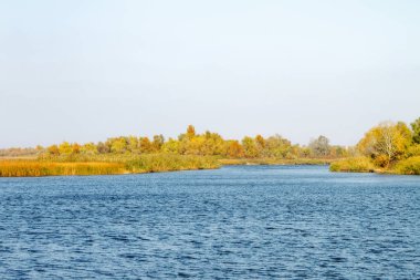 Büyük Nehri yakınında sarı ağaçları ile sonbahar sahil resim