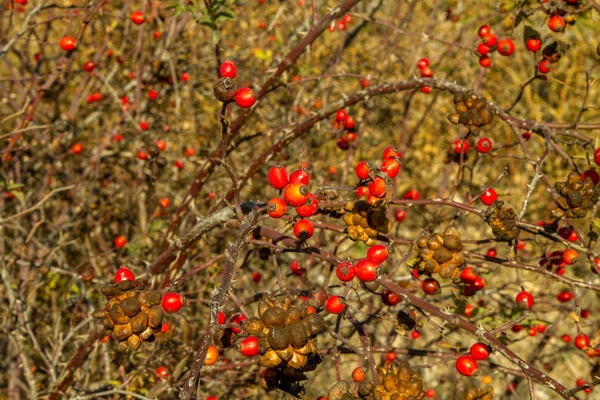 Gambar Buah Mawar Merah Semak Semak Musim Gugur — Stok Foto