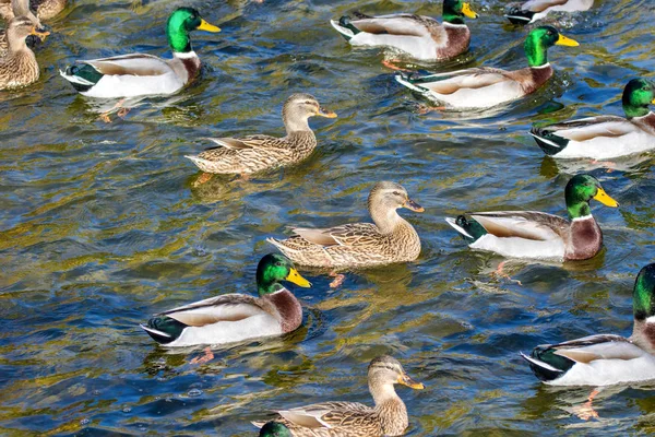 Kuş Görüntüsü Vahşi Ördekler Parkta Gölette Yüzerler — Stok fotoğraf