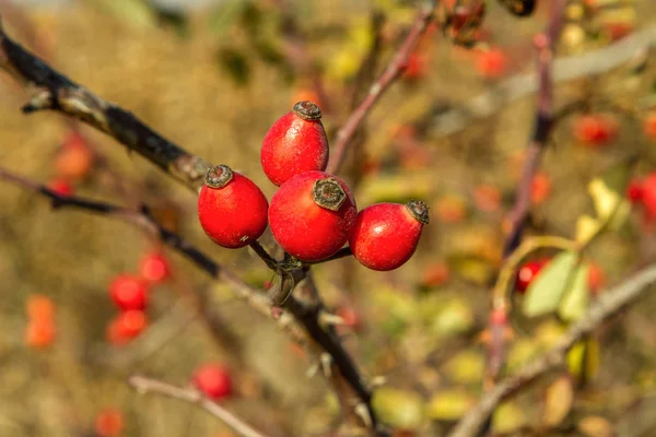 Immagine Delle Bacche Rosa Rossa Sul Cespuglio Autunno — Foto Stock