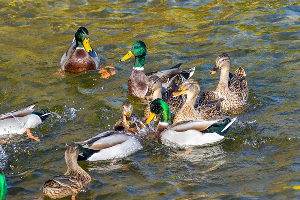 bird image wild ducks swim around the pond in the park