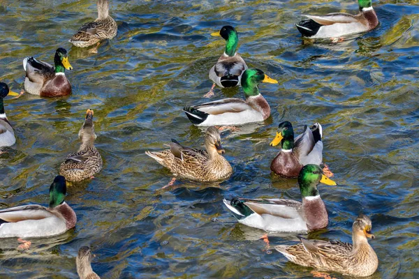 Vogelbild Wildenten Schwimmen Den Teich Park — Stockfoto