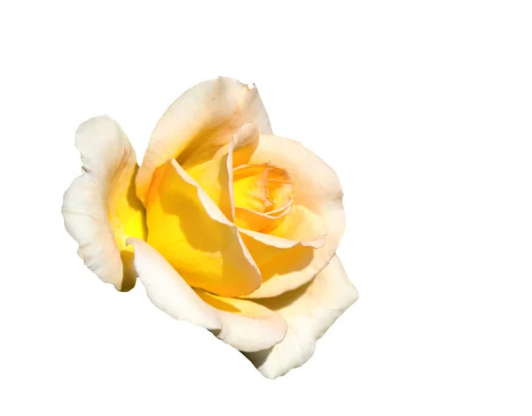 Image Concrete Beautiful Flower Gently Yellow Rose White Background — Stock Photo, Image