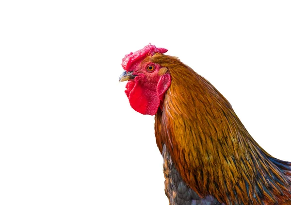 Image Beautiful Cock Head White Background Isolated — Stock Photo, Image