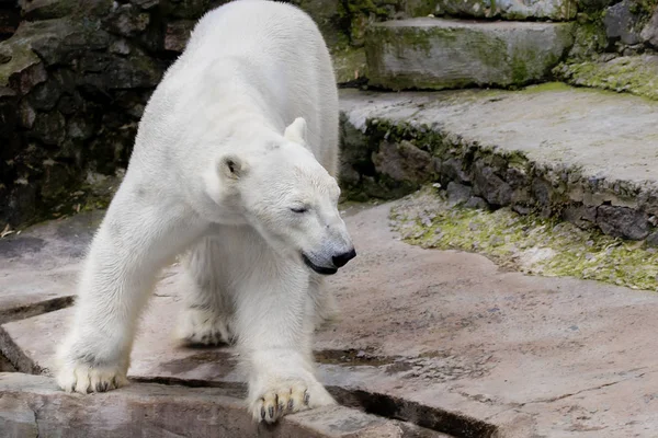 Vadon élő emlős állat jegesmedve az állatkertben — Stock Fotó