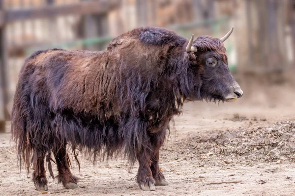 Wild animal at the zoo horned yak — Stock Photo, Image