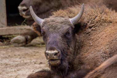  Hayvanat Bahçesi büyük kuş kafesi içinde yalan hayvan yabani boğa