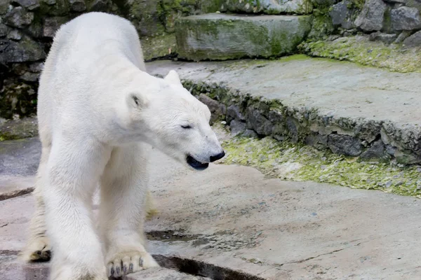 Nagy vad jegesmedve az állatkertben — Stock Fotó