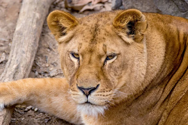炮口野生动物成年雌狮休息 — 图库照片