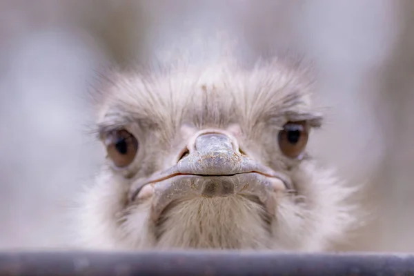 Tête grand beau oiseau autruche portrait — Photo