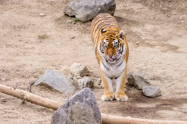 Salvaje grande animal adulto rayas tigre —  Fotos de Stock