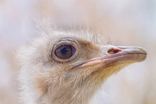 Kafa büyük güzel kuş devekuşu portre — Stok fotoğraf