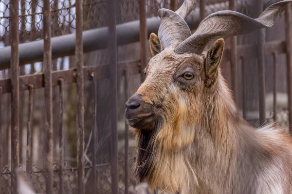 Animal mountain goat with beautiful horns in a zoo portrait — Stock Photo, Image