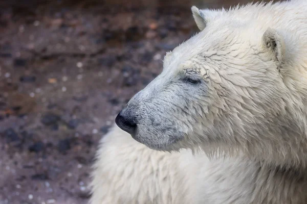 Orr-ból egy vad állati jegesmedve — Stock Fotó