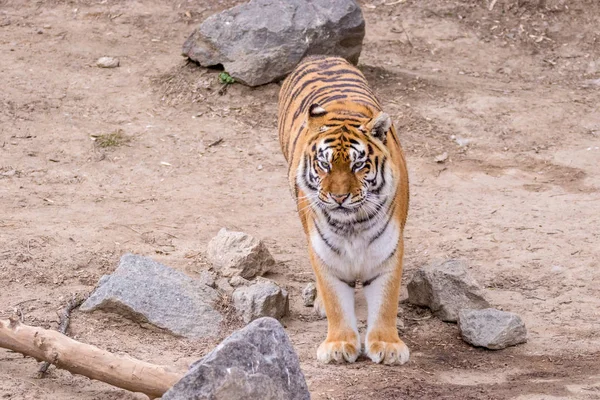 Salvaje grande animal adulto rayas tigre —  Fotos de Stock