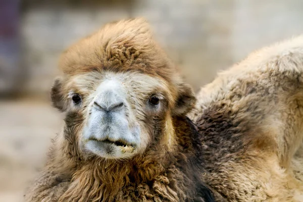 Tête d'un mammifère animal maison grand chameau — Photo